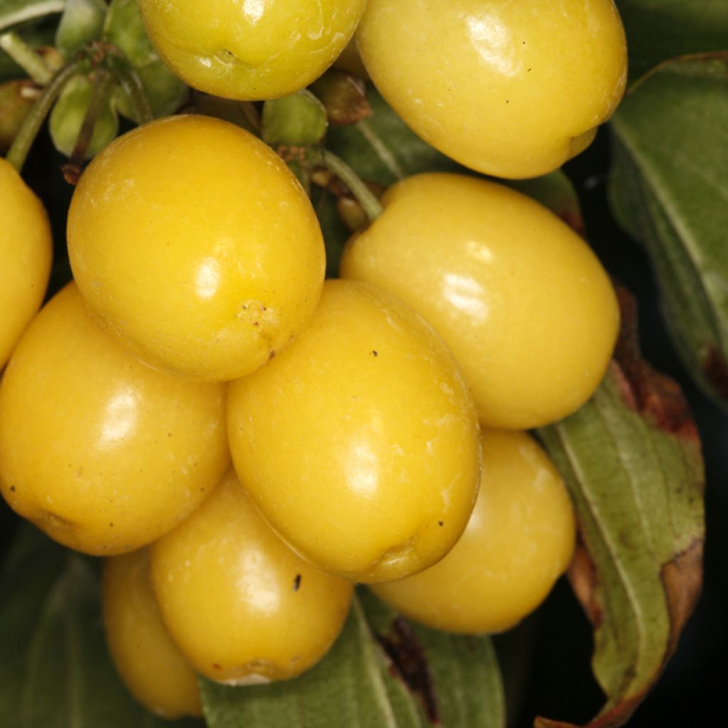 Punamarjakanukka Flava
