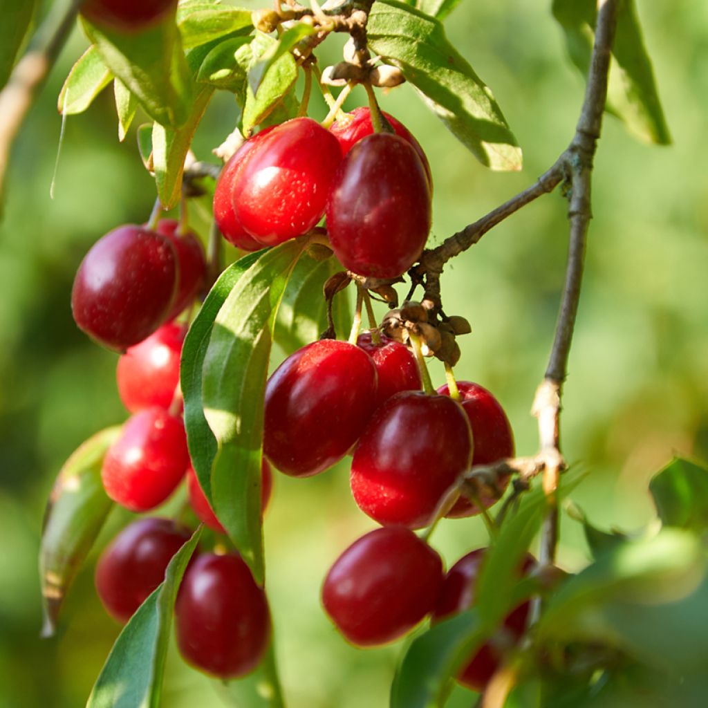 Punamarjakanukka Florianka