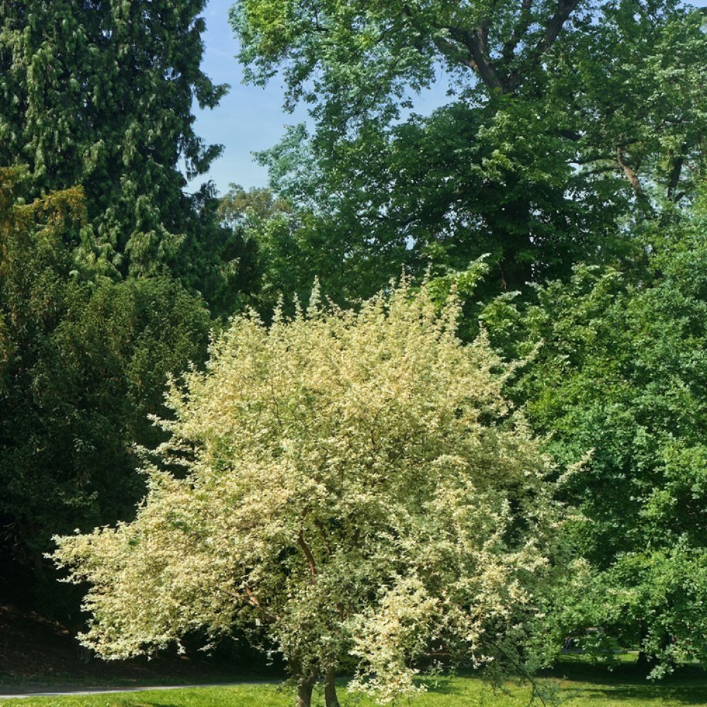 Punamarjakanukka Variegata