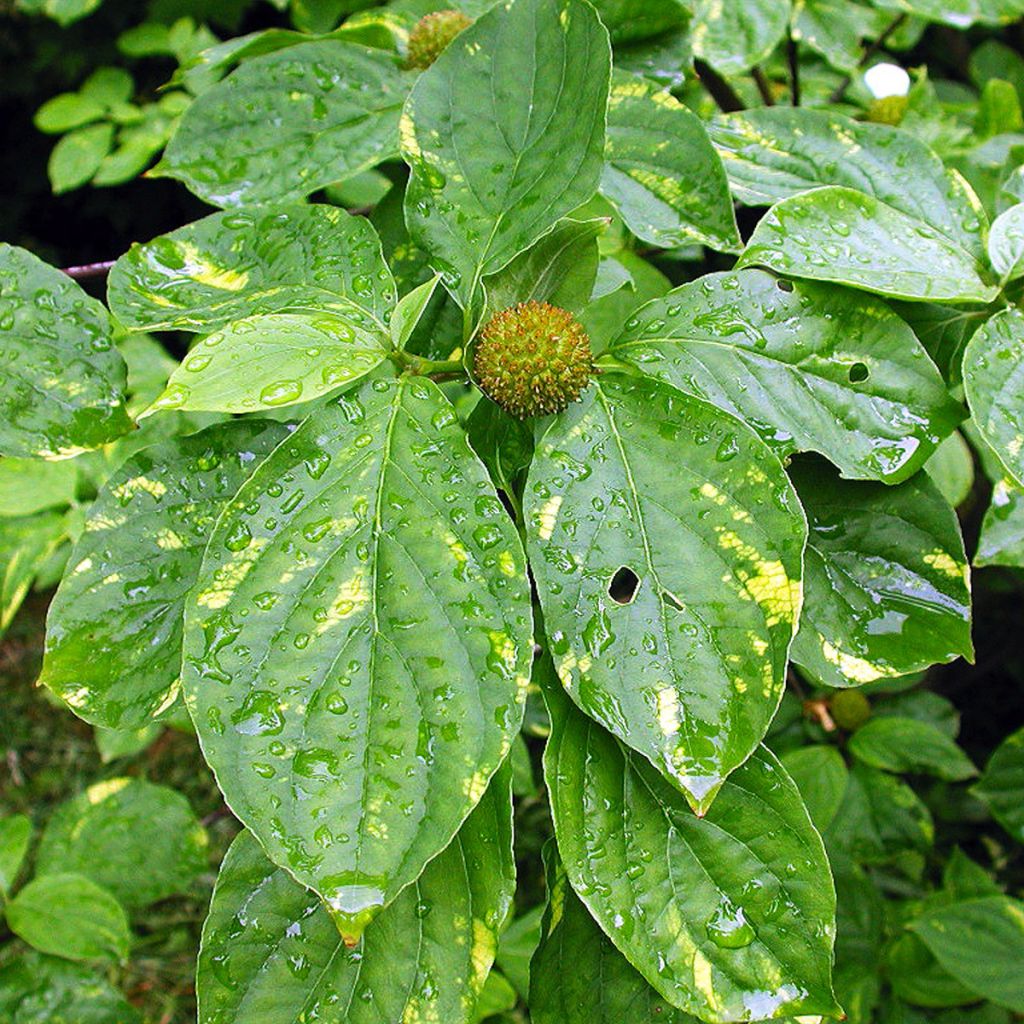 Oregoninkanukka Gold Spot