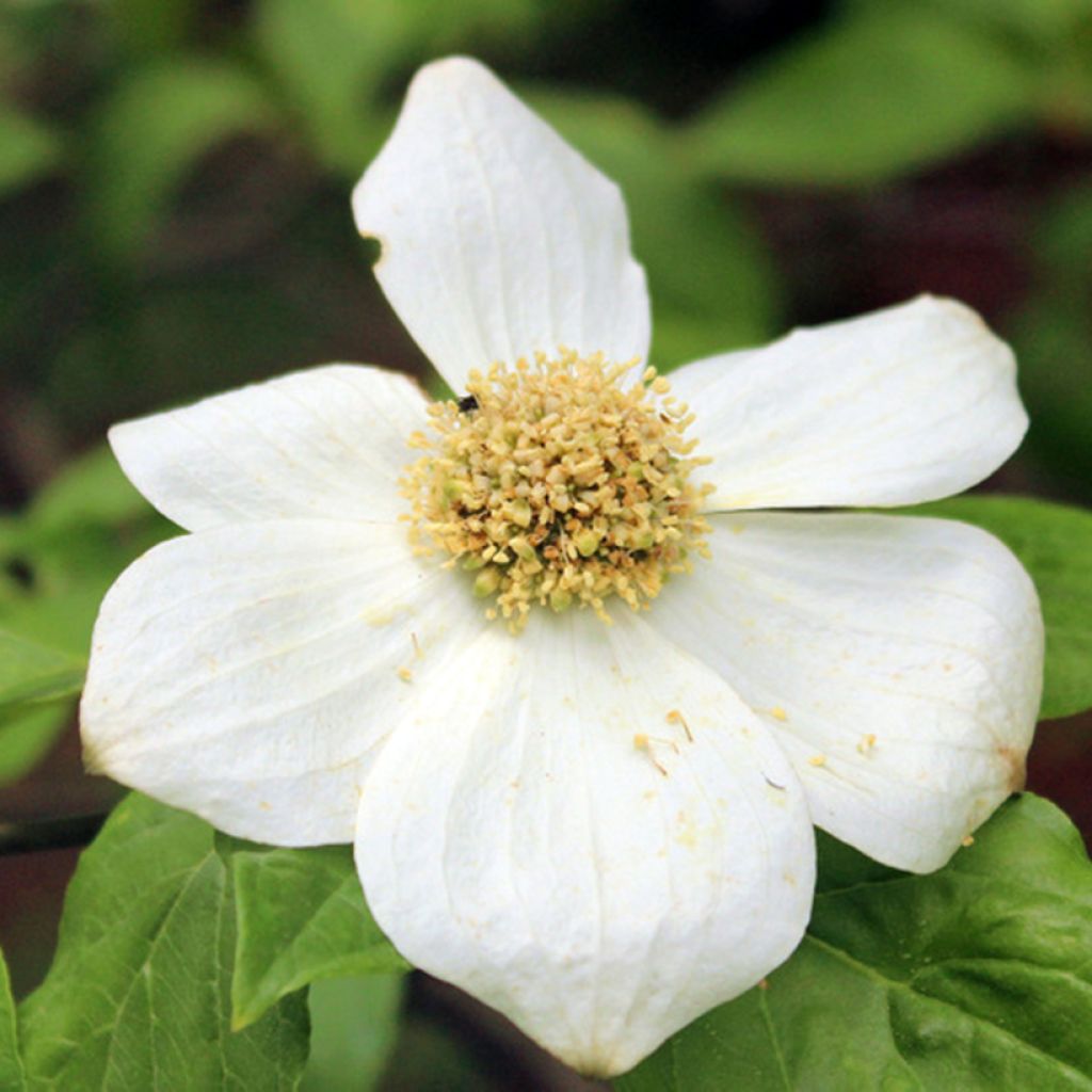 Oregoninkanukka Gold Spot