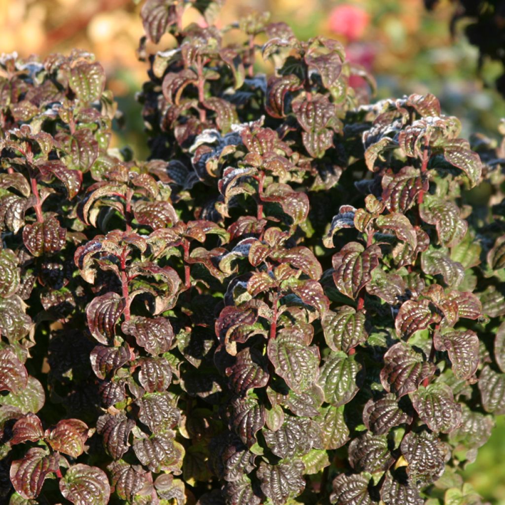 Mustamarjakanukka Compressa