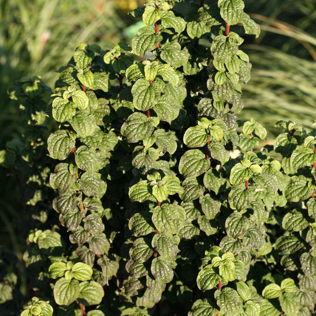 Mustamarjakanukka Compressa