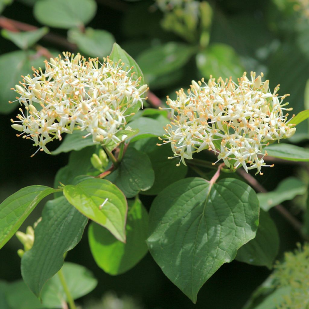 Mustamarjakanukka - Cornus sanguinea
