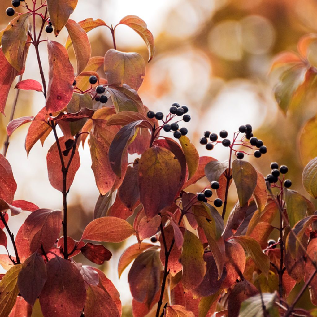 Mustamarjakanukka - Cornus sanguinea