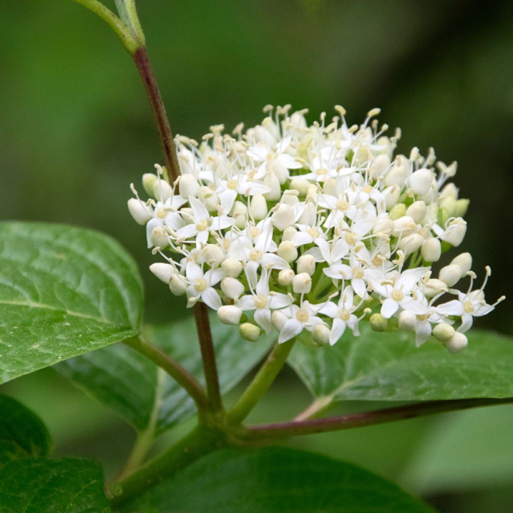 Mustamarjakanukka - Cornus sanguinea