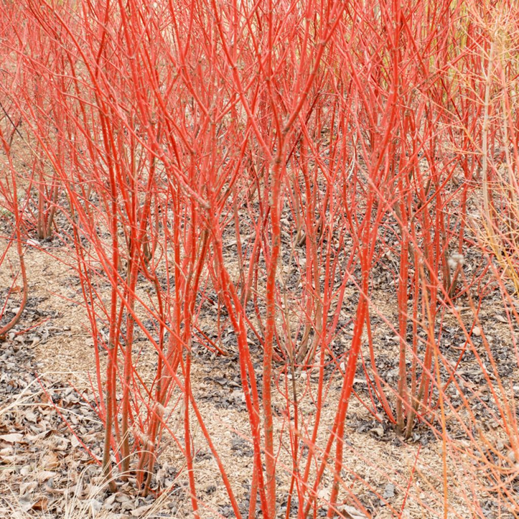 Mustamarjakanukka Mid Winter Fire