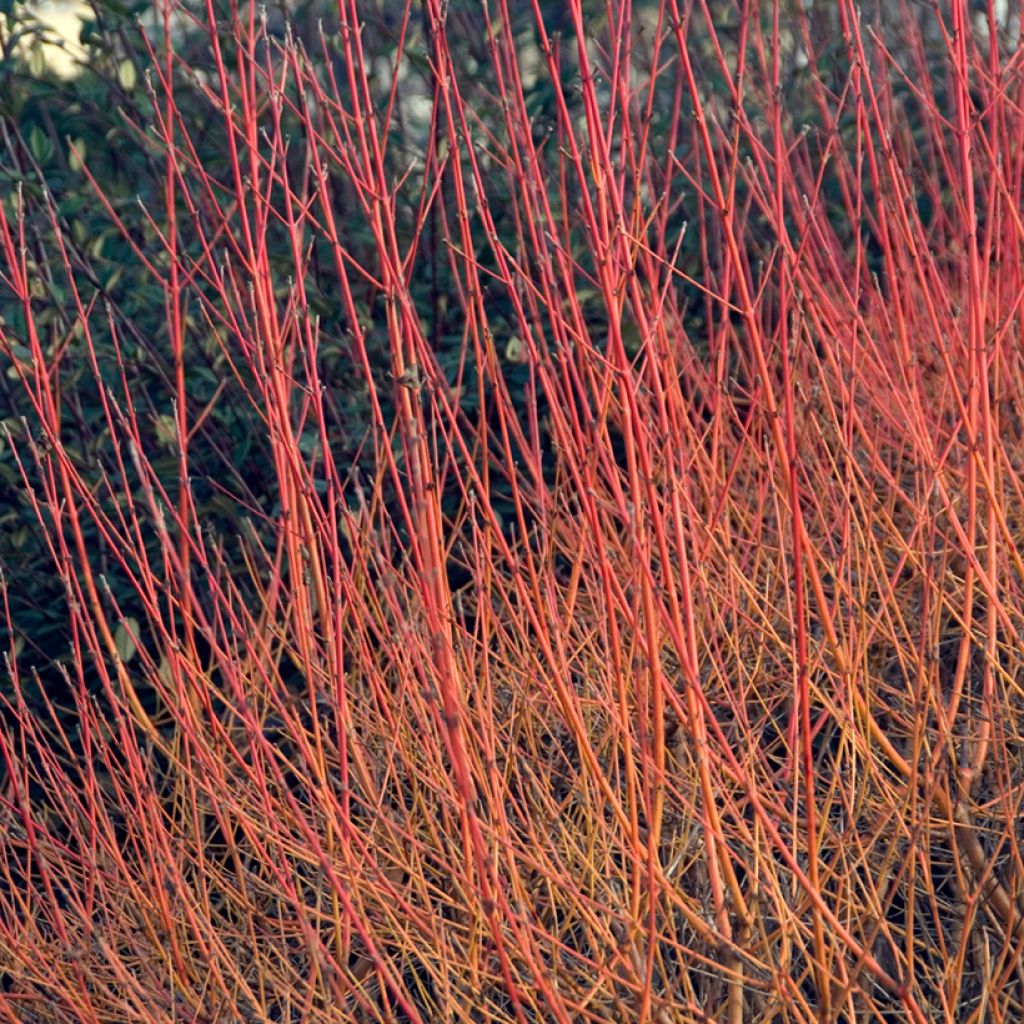 Mustamarjakanukka Winter Beauty