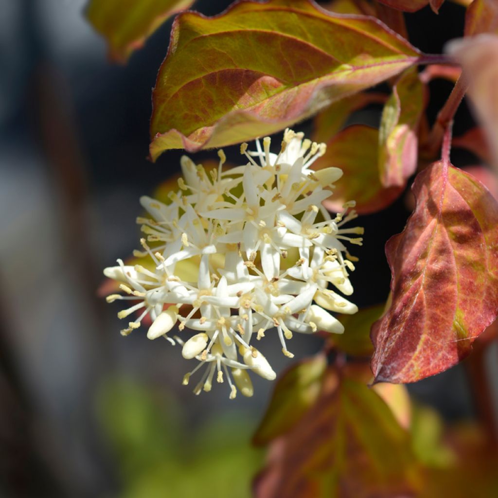 Mustamarjakanukka Winter Beauty