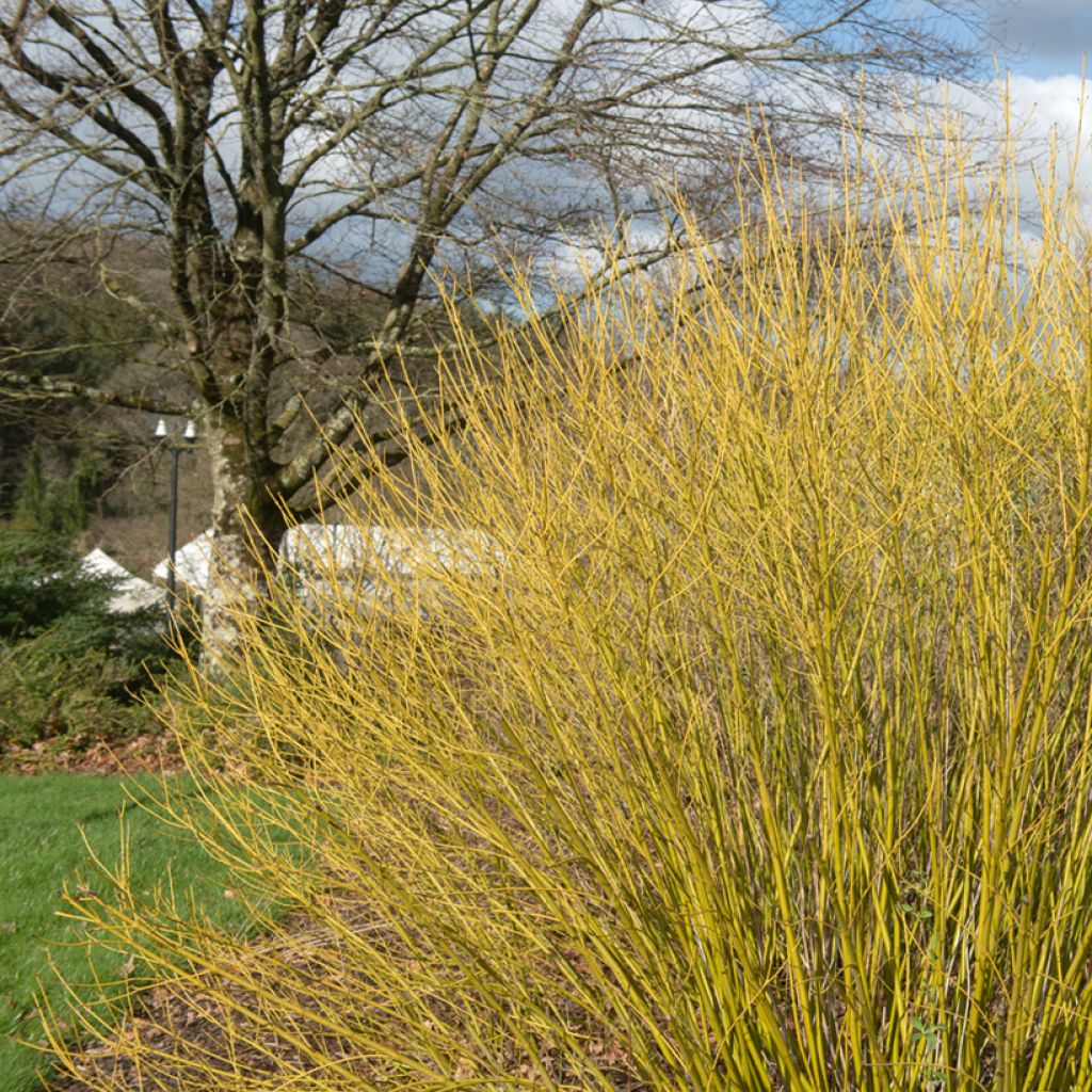 Lännenkanukka Budd's Yellow