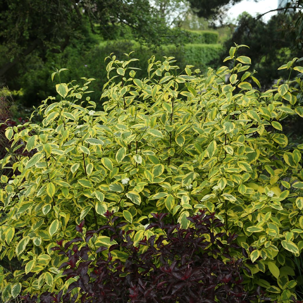 Lännenkanukka Hedgerow's Gold
