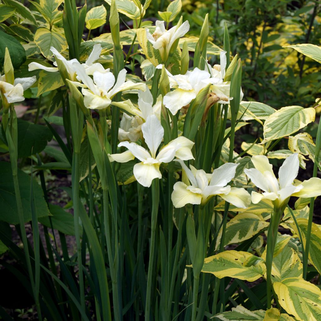 Lännenkanukka Hedgerow's Gold