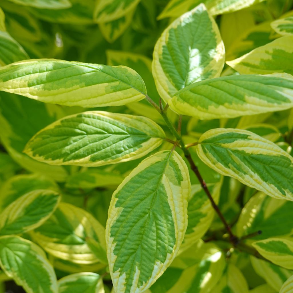 Lännenkanukka Hedgerow's Gold
