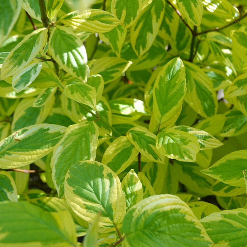 Lännenkanukka Hedgerow's Gold