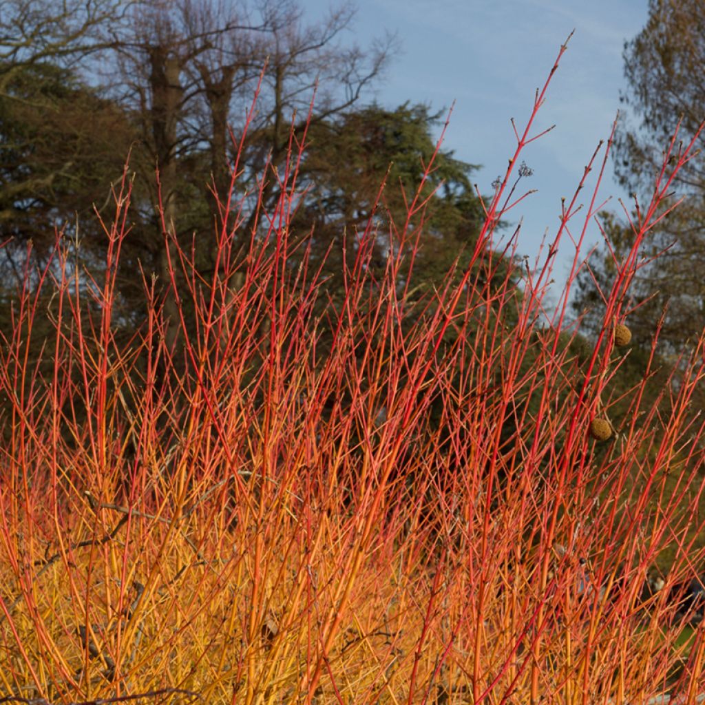 Mustamarjakanukka Anny's Winter Orange