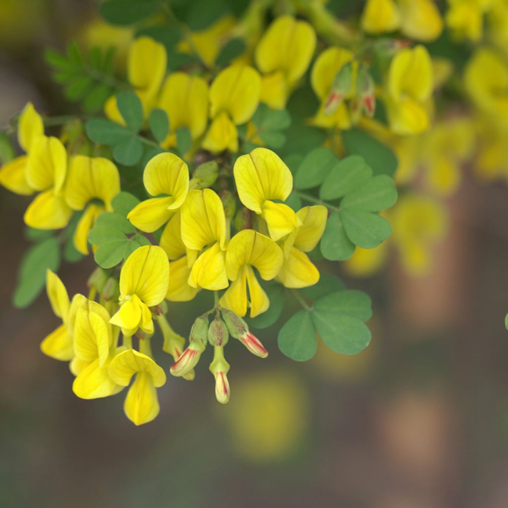 Pensashevonpalko - Hippocrepis emerus