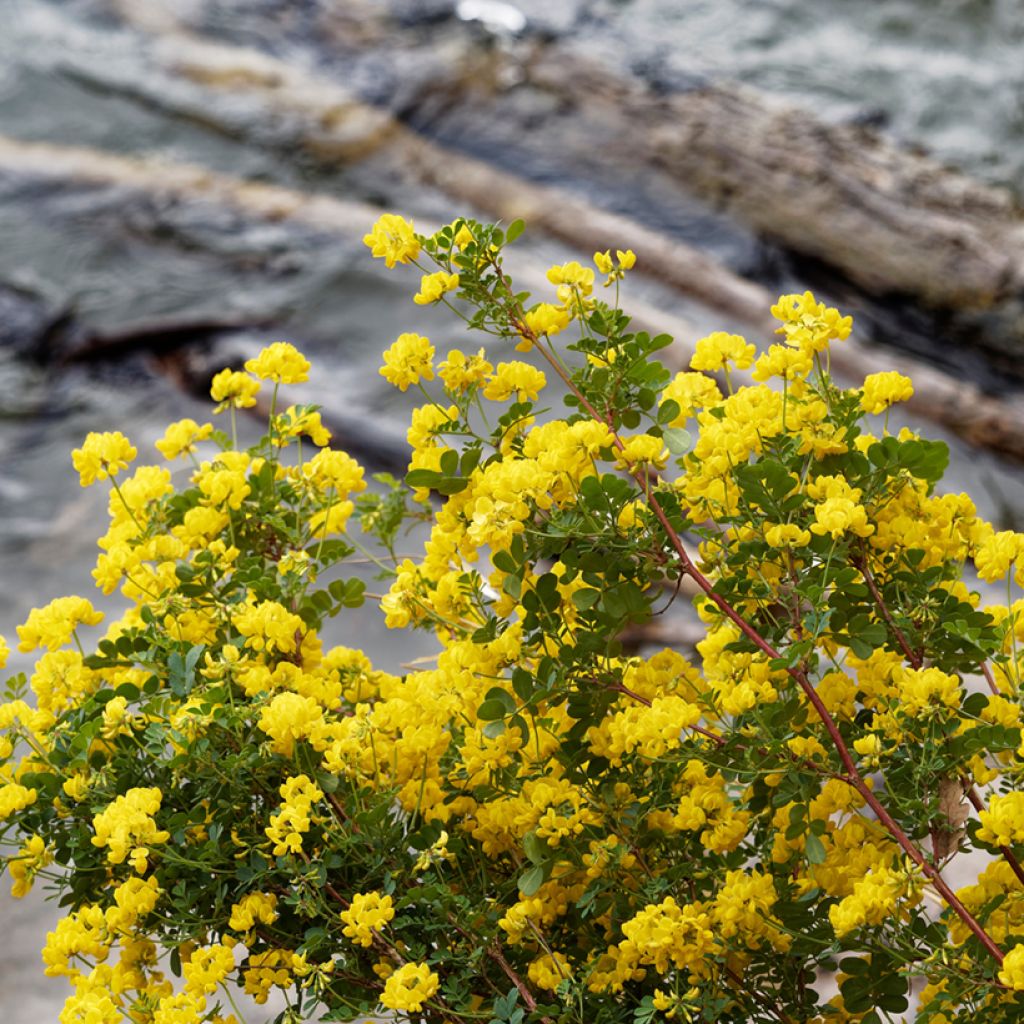 Pensashevonpalko - Hippocrepis emerus