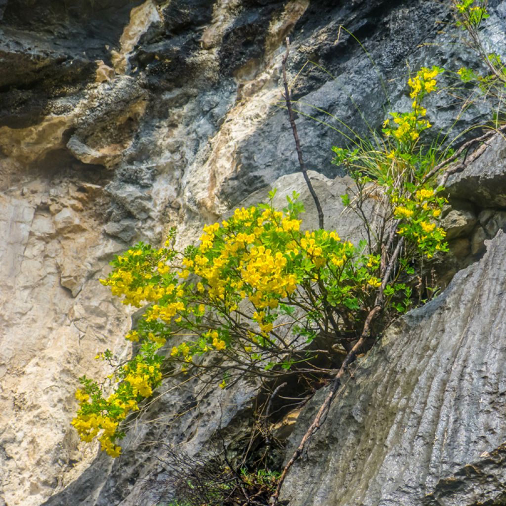 Pensashevonpalko - Hippocrepis emerus