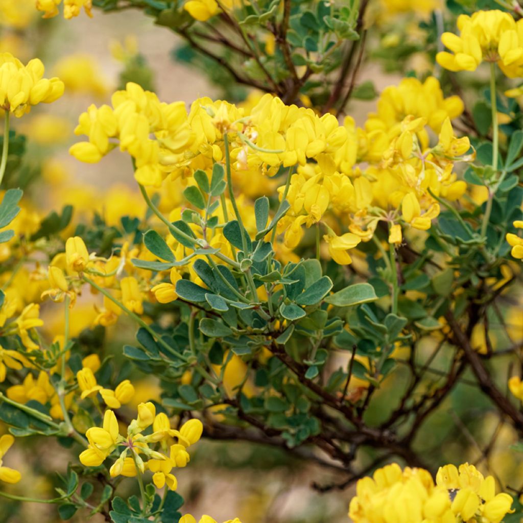 Pensashevonpalko - Hippocrepis emerus