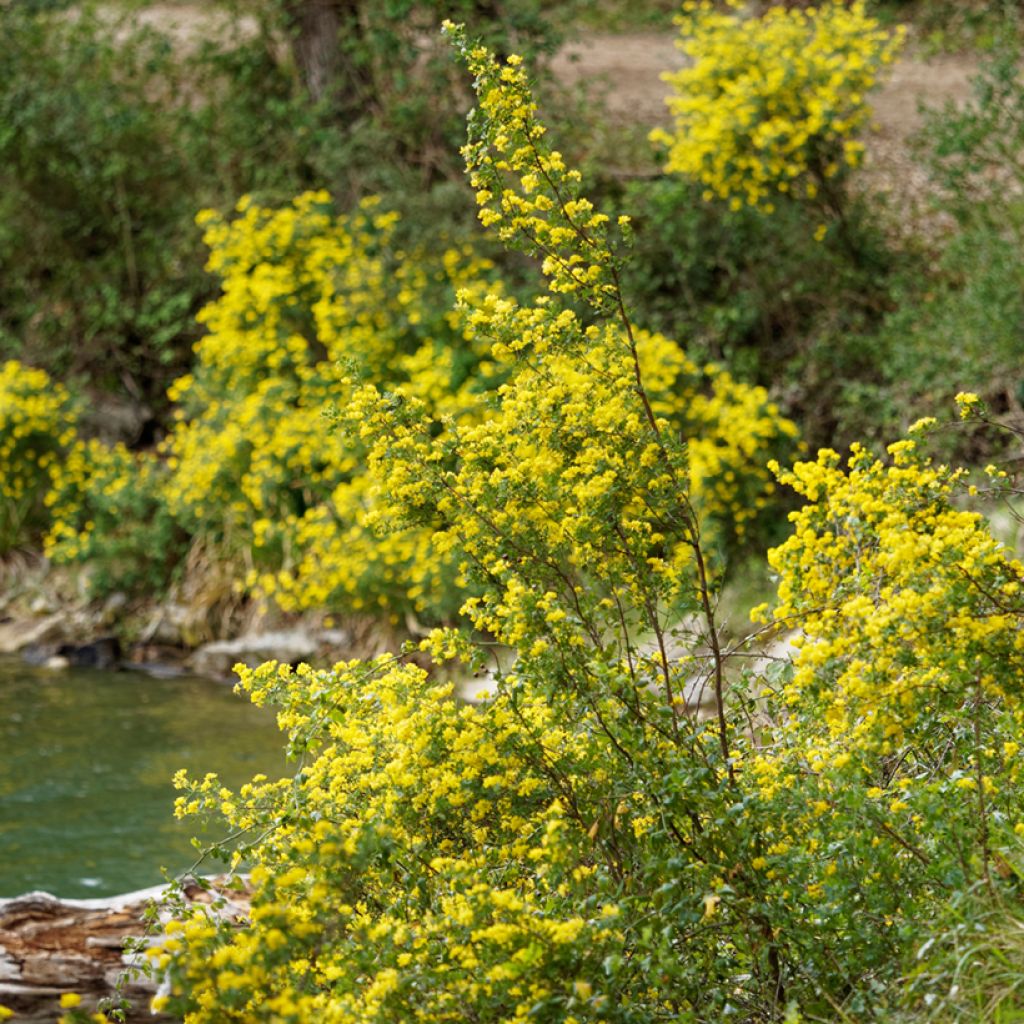 Pensashevonpalko - Hippocrepis emerus