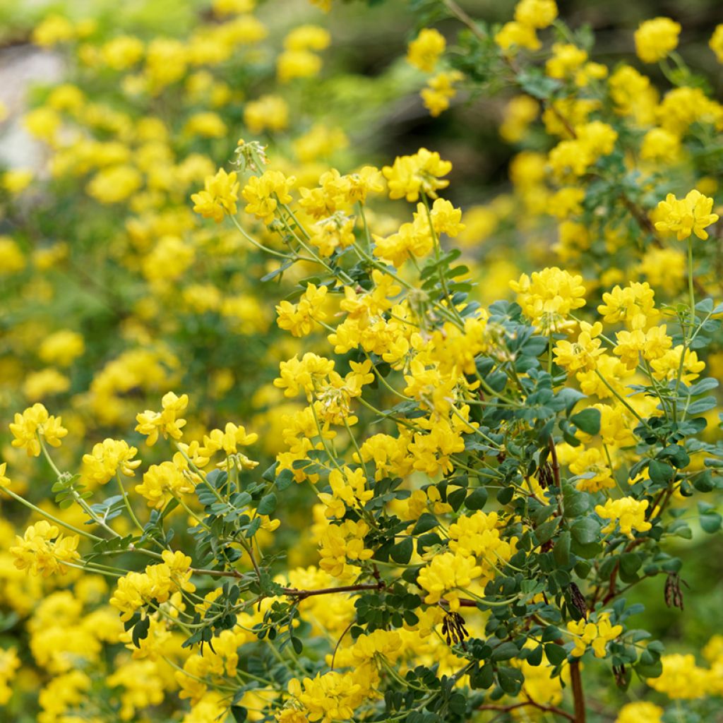 Pensashevonpalko - Hippocrepis emerus