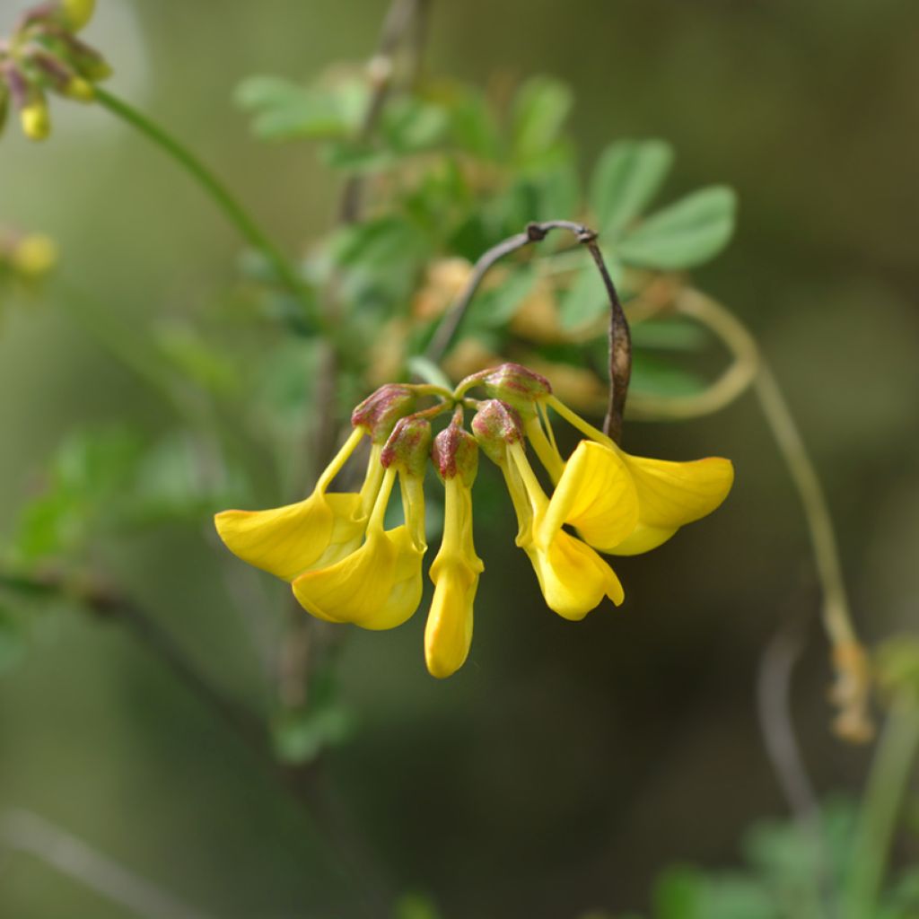 Pensashevonpalko - Hippocrepis emerus