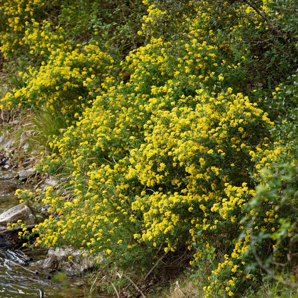 Pensashevonpalko - Hippocrepis emerus