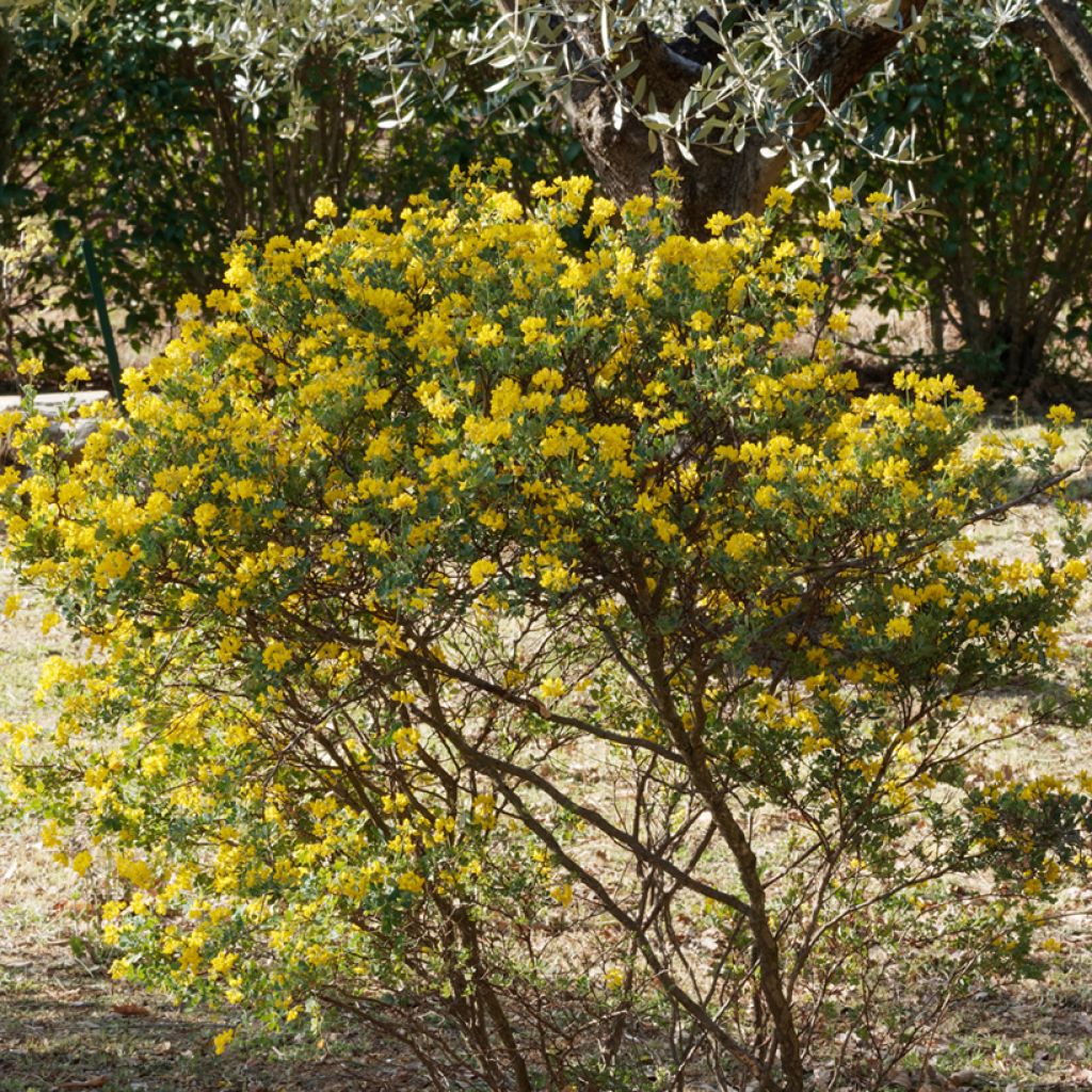 Pensashevonpalko - Hippocrepis emerus