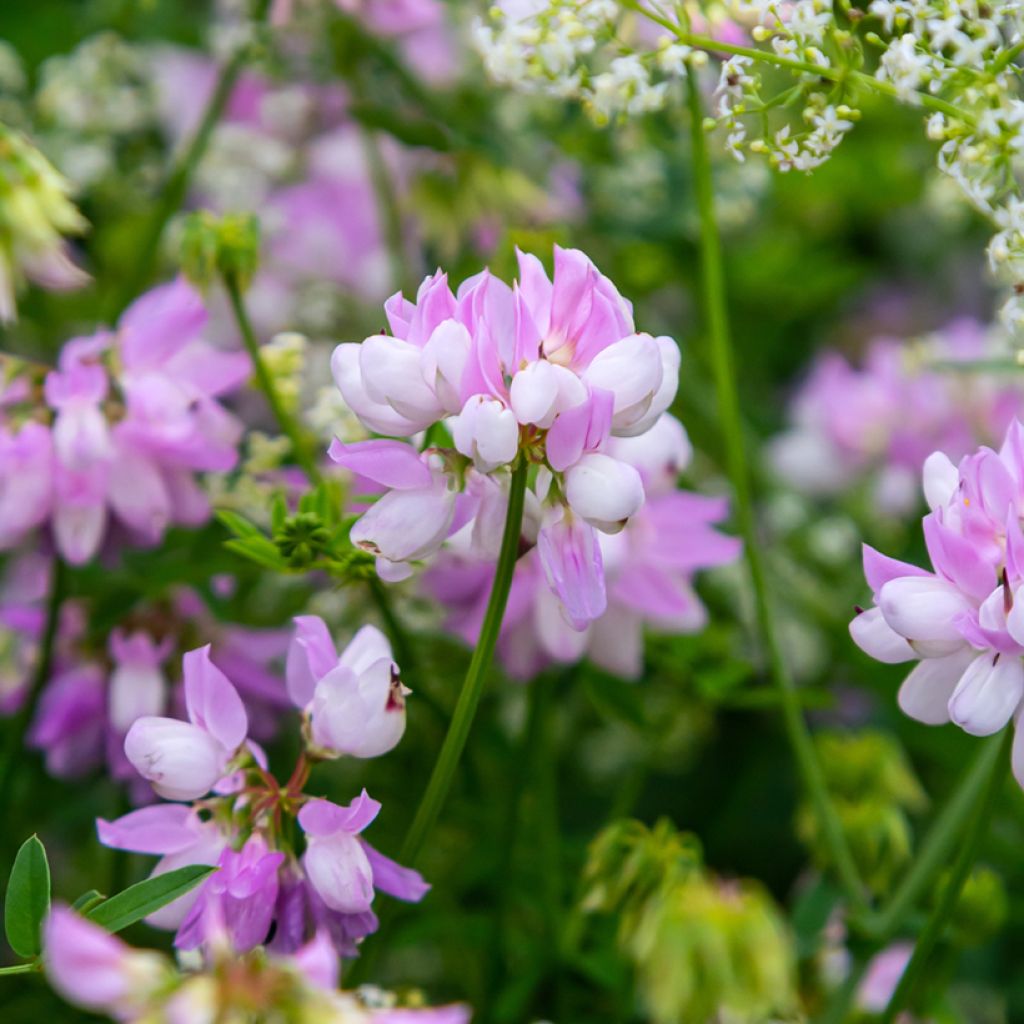Nivelvirna - Coronilla varia