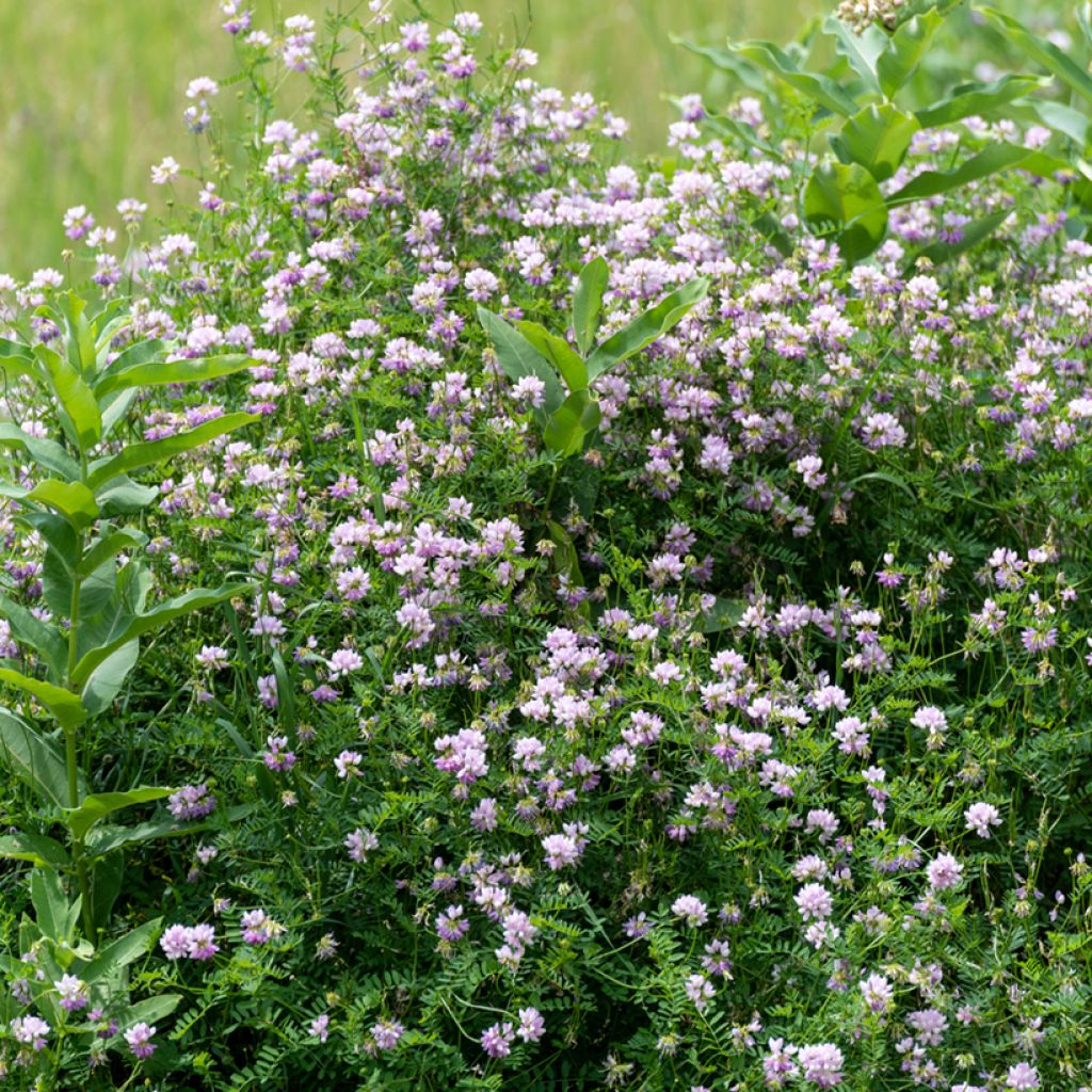 Nivelvirna - Coronilla varia