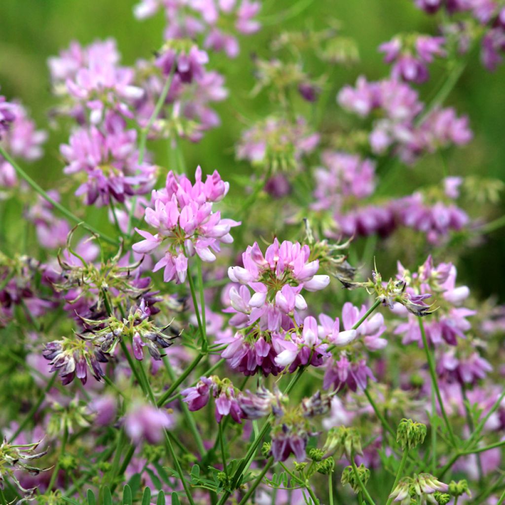 Nivelvirna - Coronilla varia