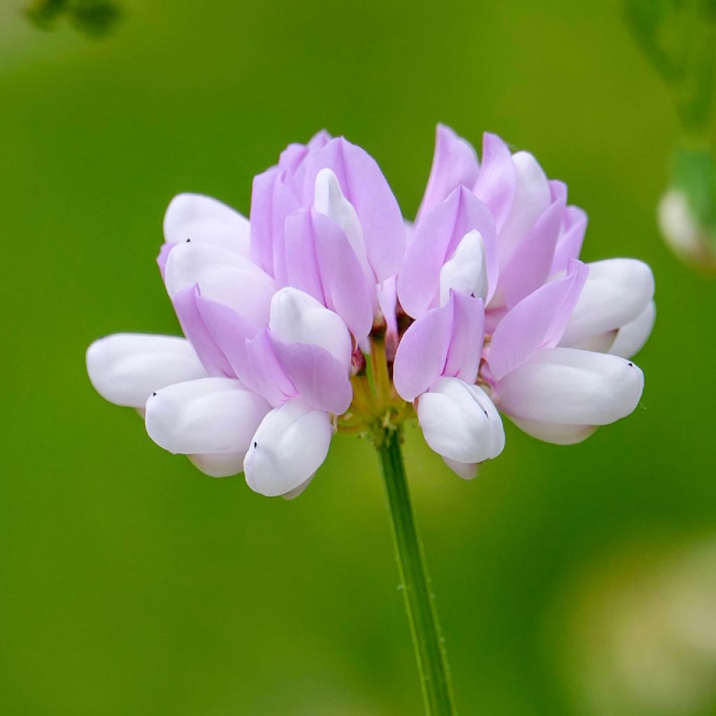 Nivelvirna - Coronilla varia