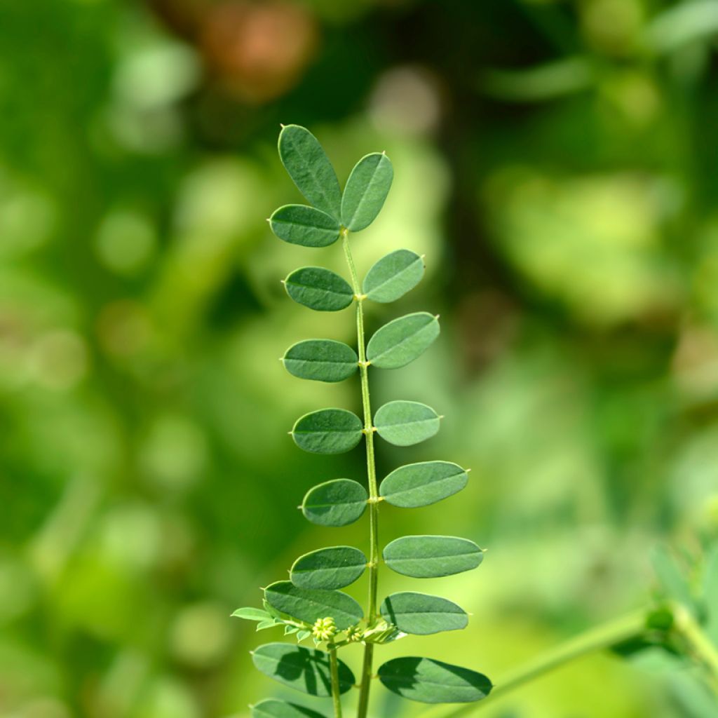 Nivelvirna - Coronilla varia