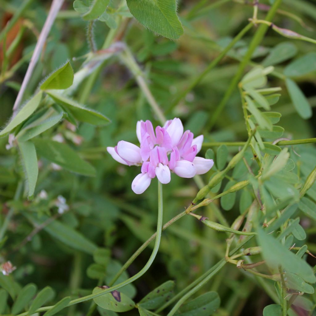 Nivelvirna - Coronilla varia