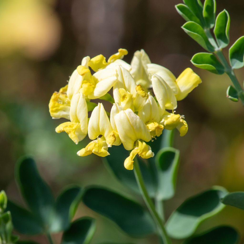 Nivelvirna Citrina