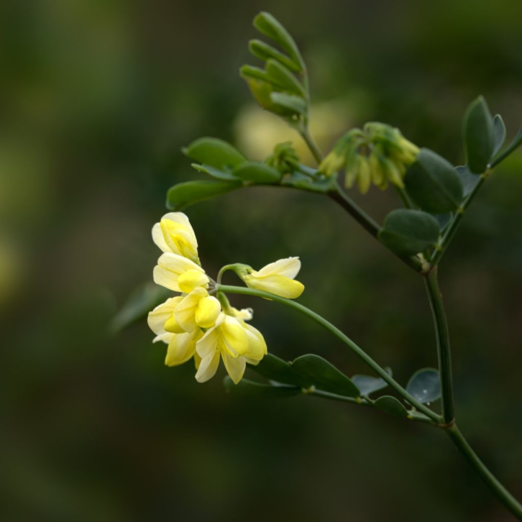 Nivelvirna Citrina