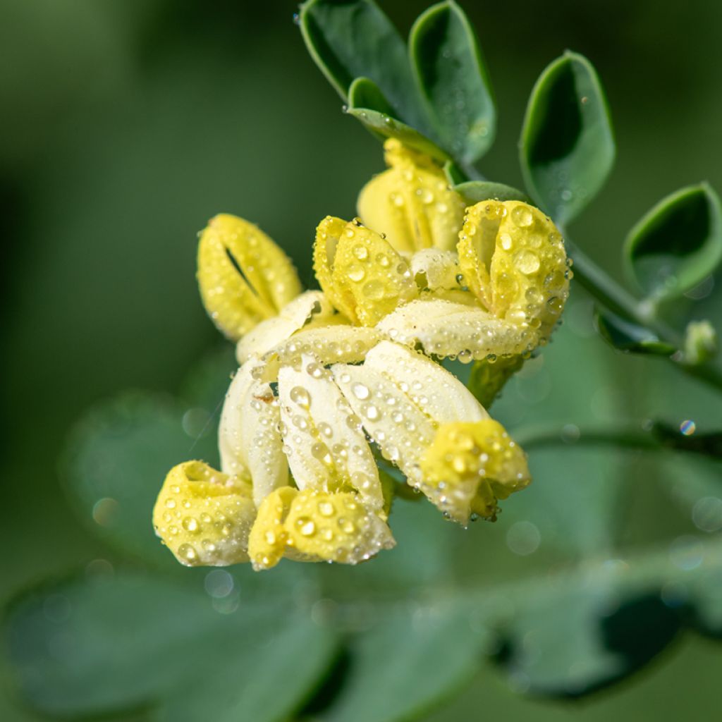 Nivelvirna Citrina
