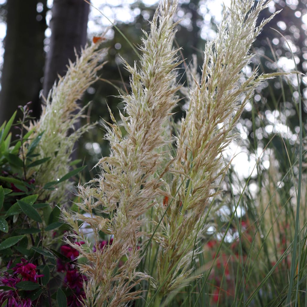 Pampaheinä Pumila