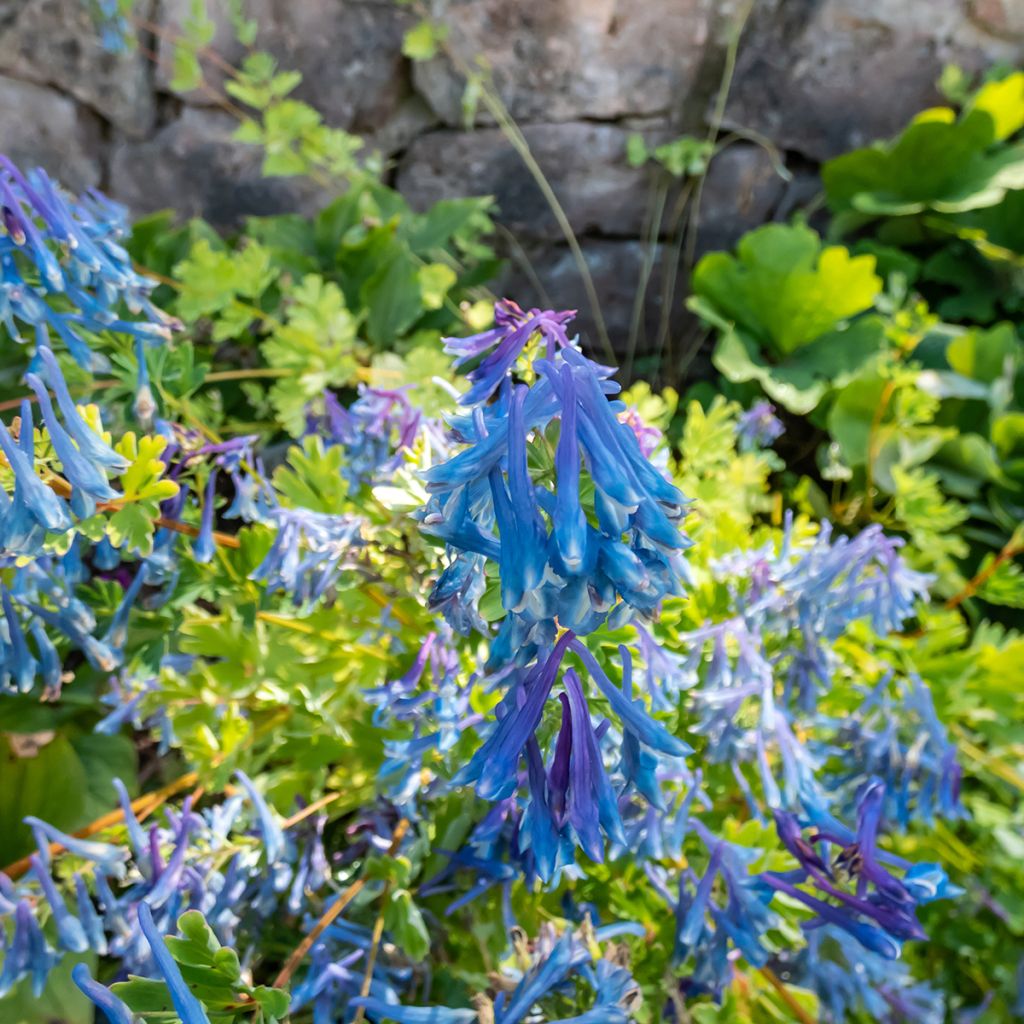 Kiurunkannus - Corydalis elata