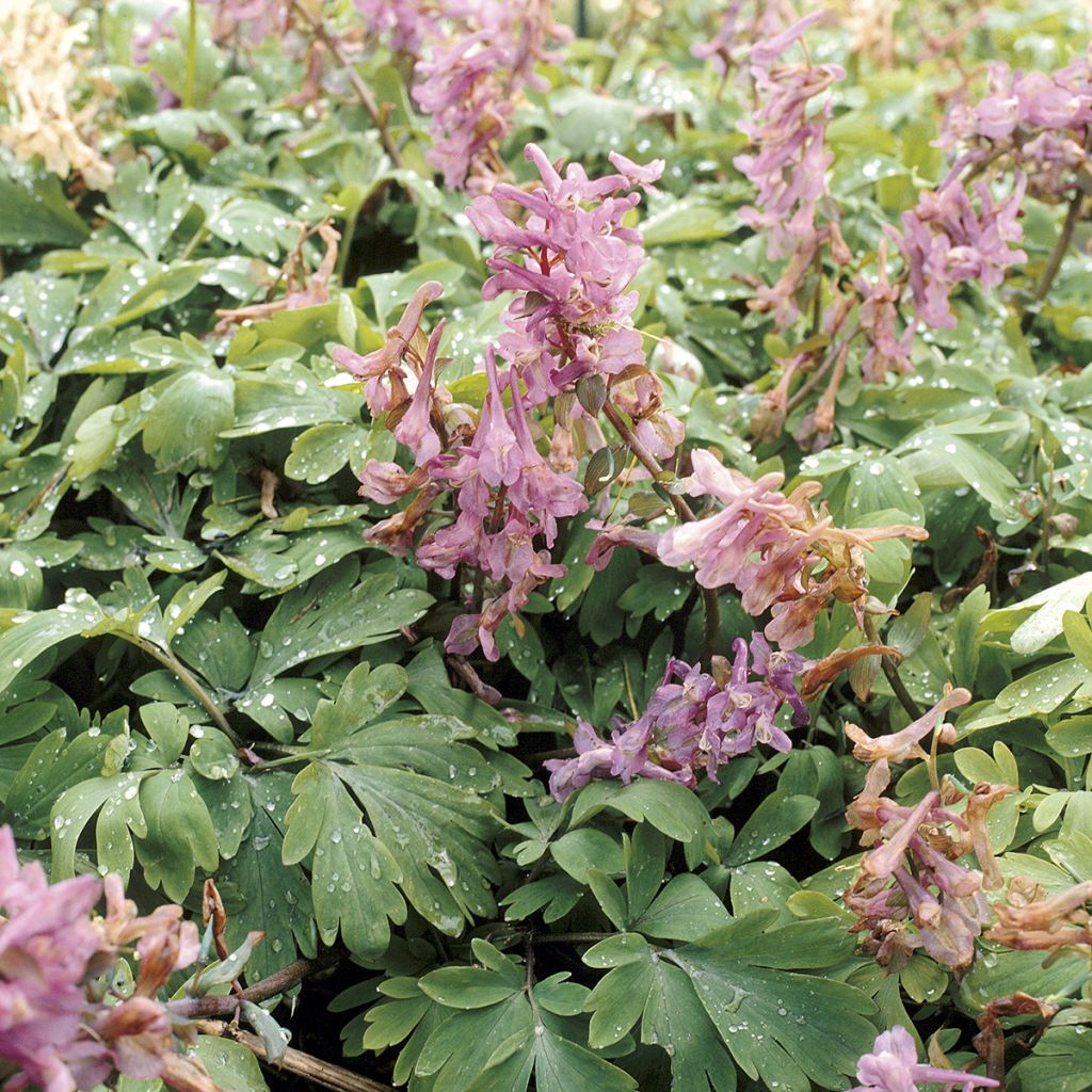 Pystykiurunkannus - Corydalis solida ssp. solida