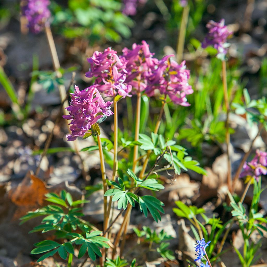 Pystykiurunkannus - Corydalis solida ssp. solida