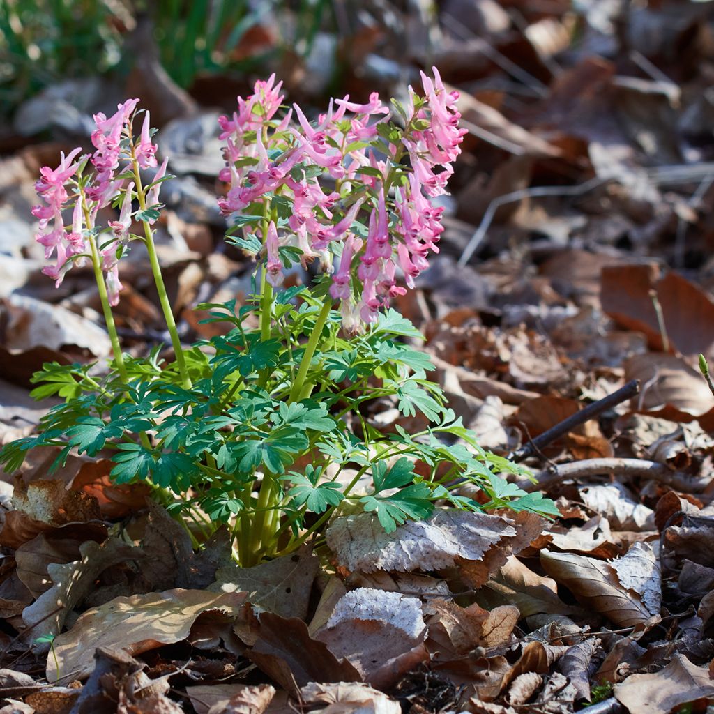 Pystykiurunkannus - Corydalis solida ssp. solida
