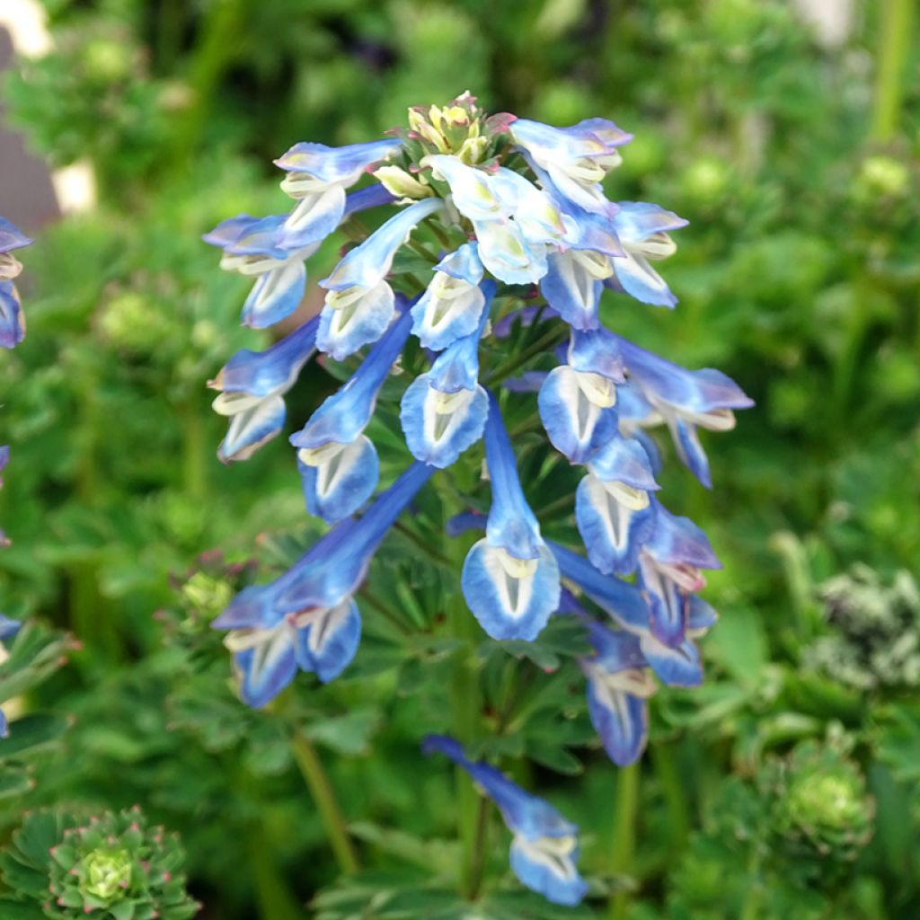 Asuurikiurunkannus - Corydalis calycosa