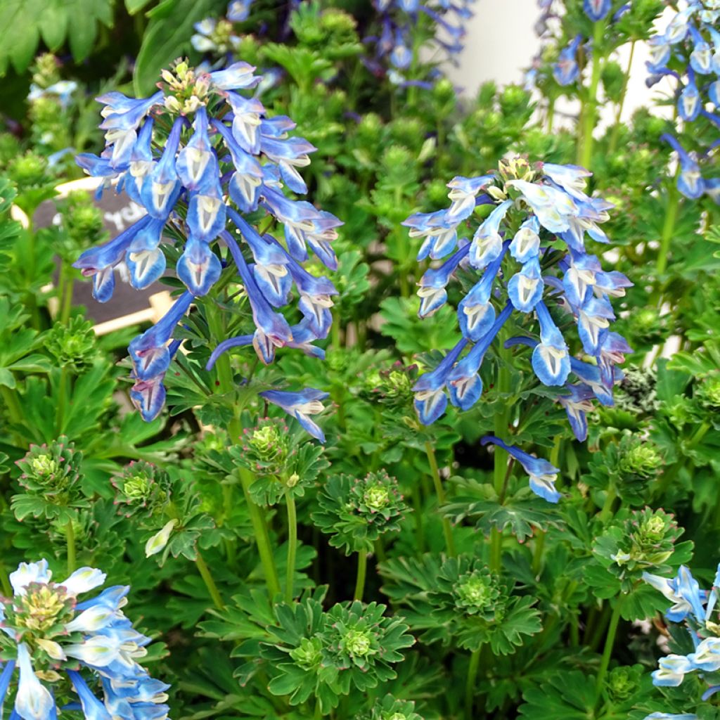 Asuurikiurunkannus - Corydalis calycosa