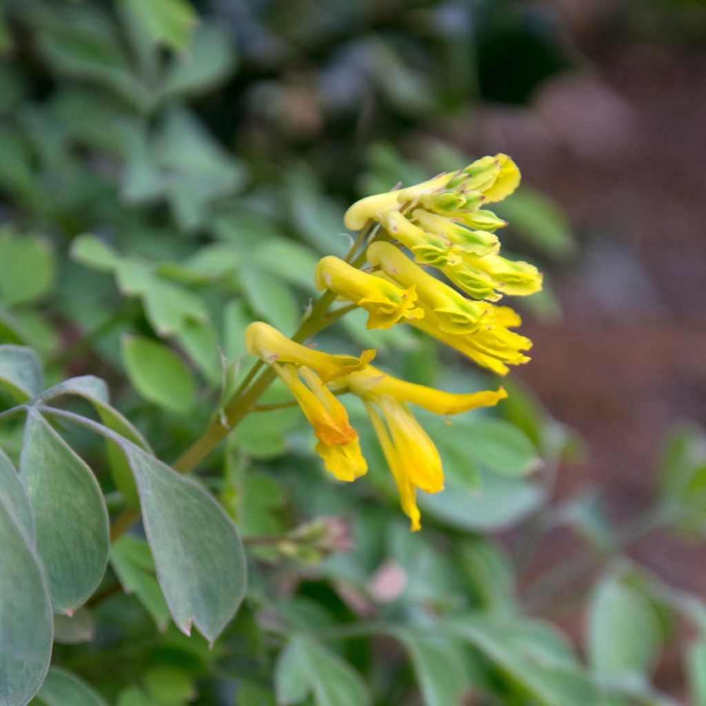Keltakiurunkannus - Corydalis lutea
