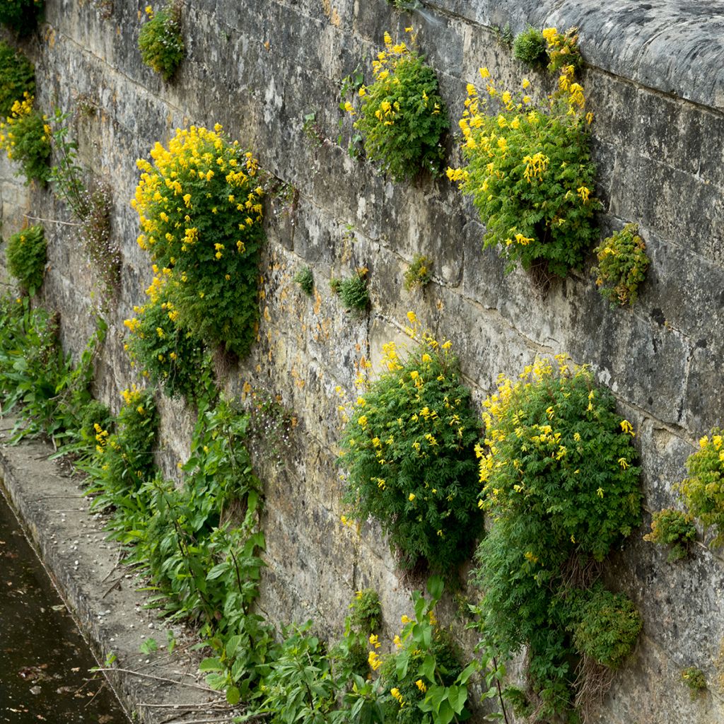 Keltakiurunkannus - Corydalis lutea