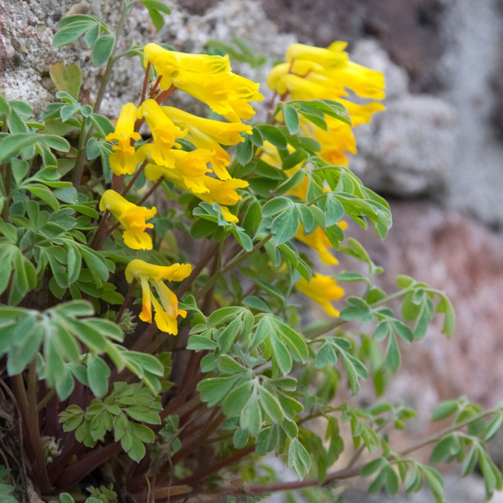 Keltakiurunkannus - Corydalis lutea