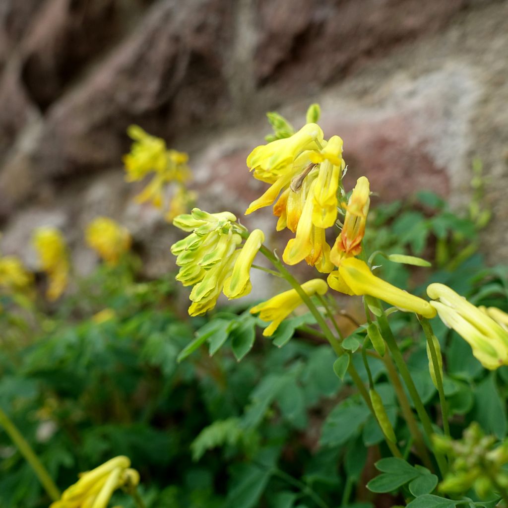 Keltakiurunkannus - Corydalis lutea
