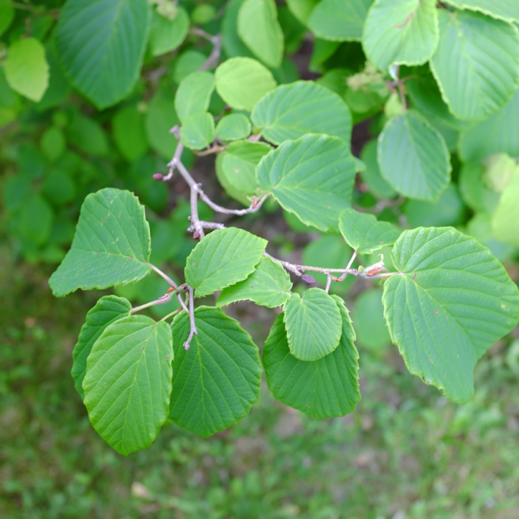 Corylopsis spicata