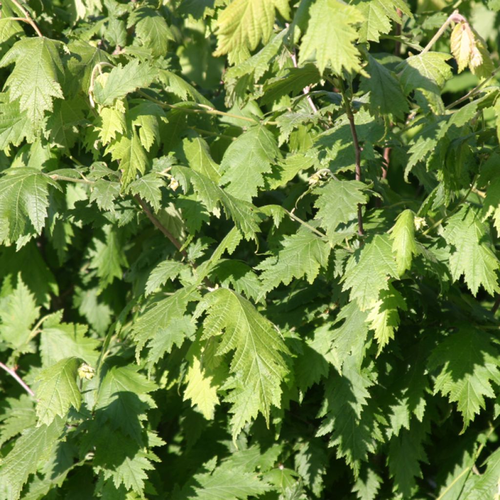 Pähkinäpensas Laciniata